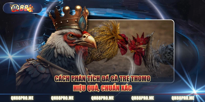 Cách phân tích đá gà tre Thomo hiệu quả, chuẩn xác