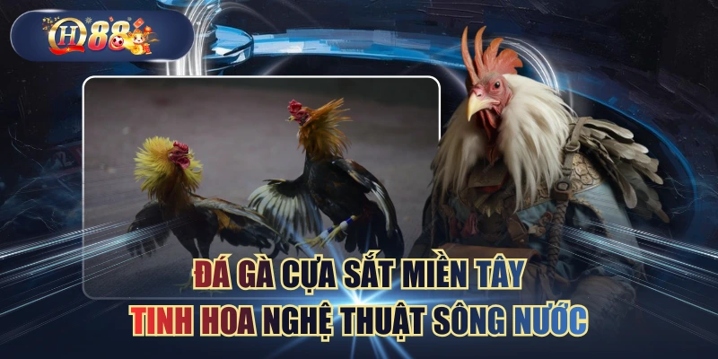 Đá Gà Cựa Sắt Miền Tây | Tinh Hoa Nghệ Thuật Sông Nước