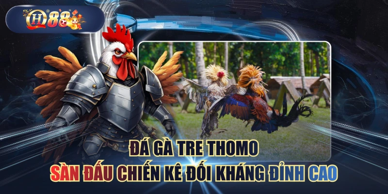 Đá Gà Tre Thomo - Sàn Đấu Chiến Kê Đối Kháng Đỉnh Cao