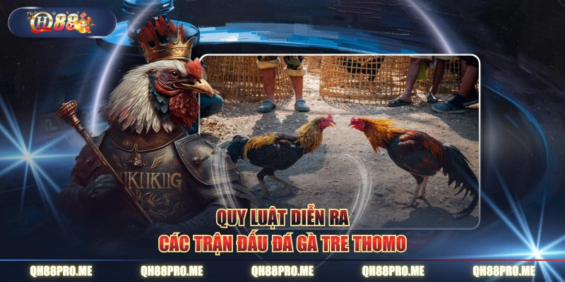 Quy luật diễn ra các trận đấu đá gà tre Thomo